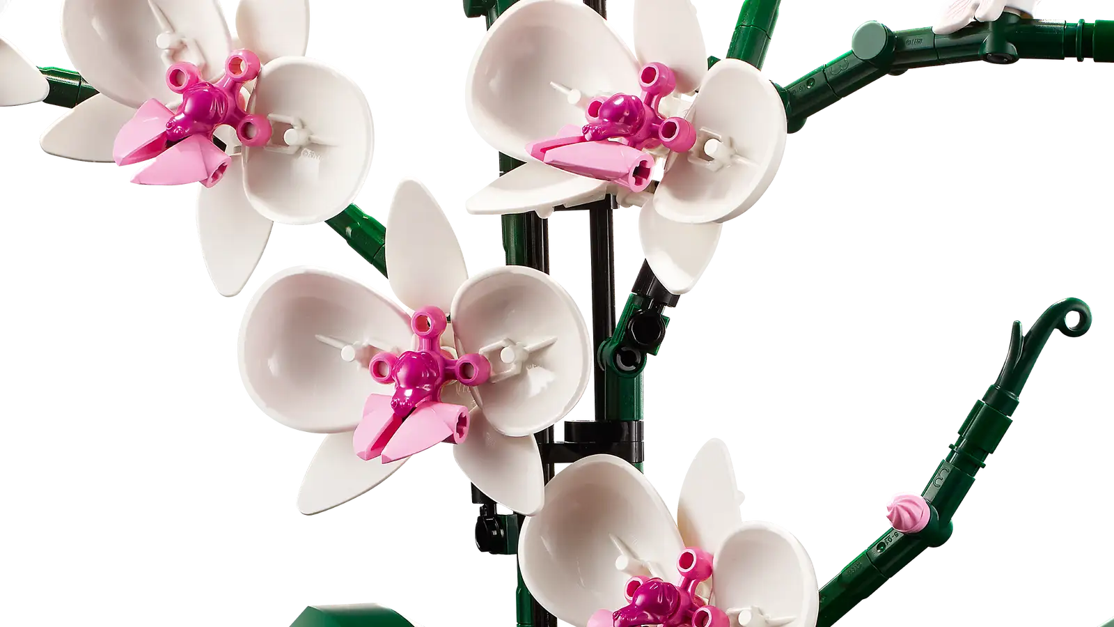 Orchid