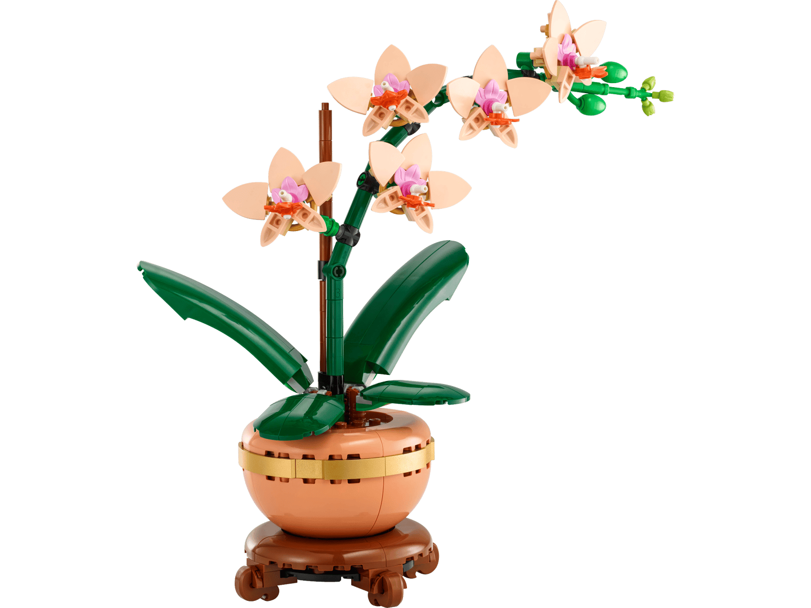 Mini Orchid