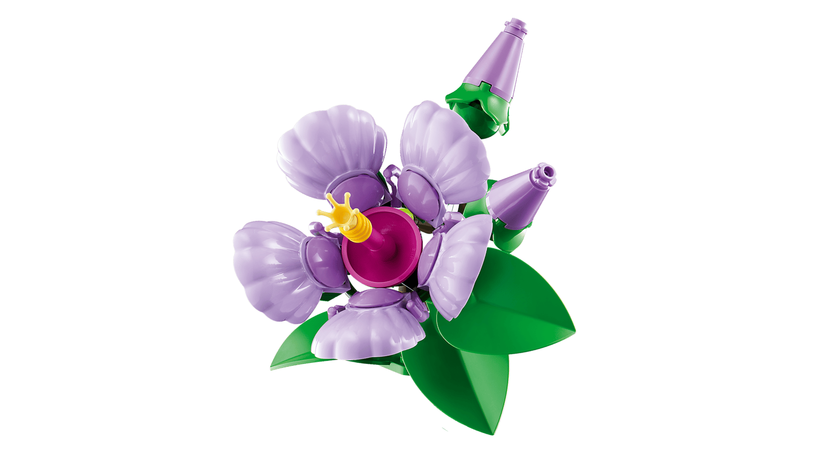 Hibiskus