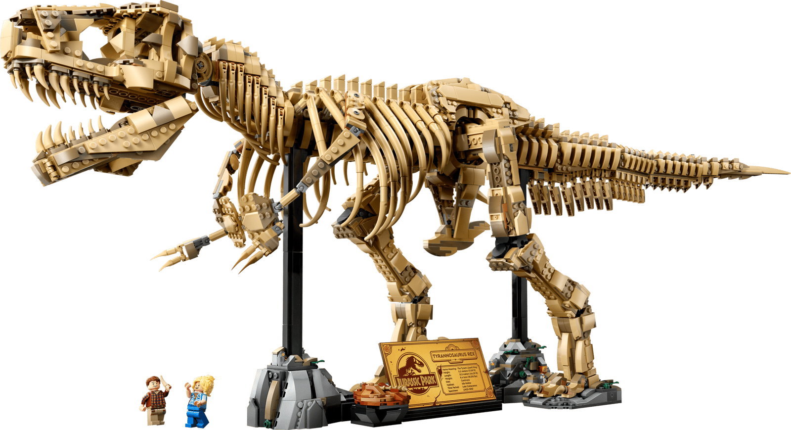 Dinosaurierfossilien: Tyrannosaurus Rex