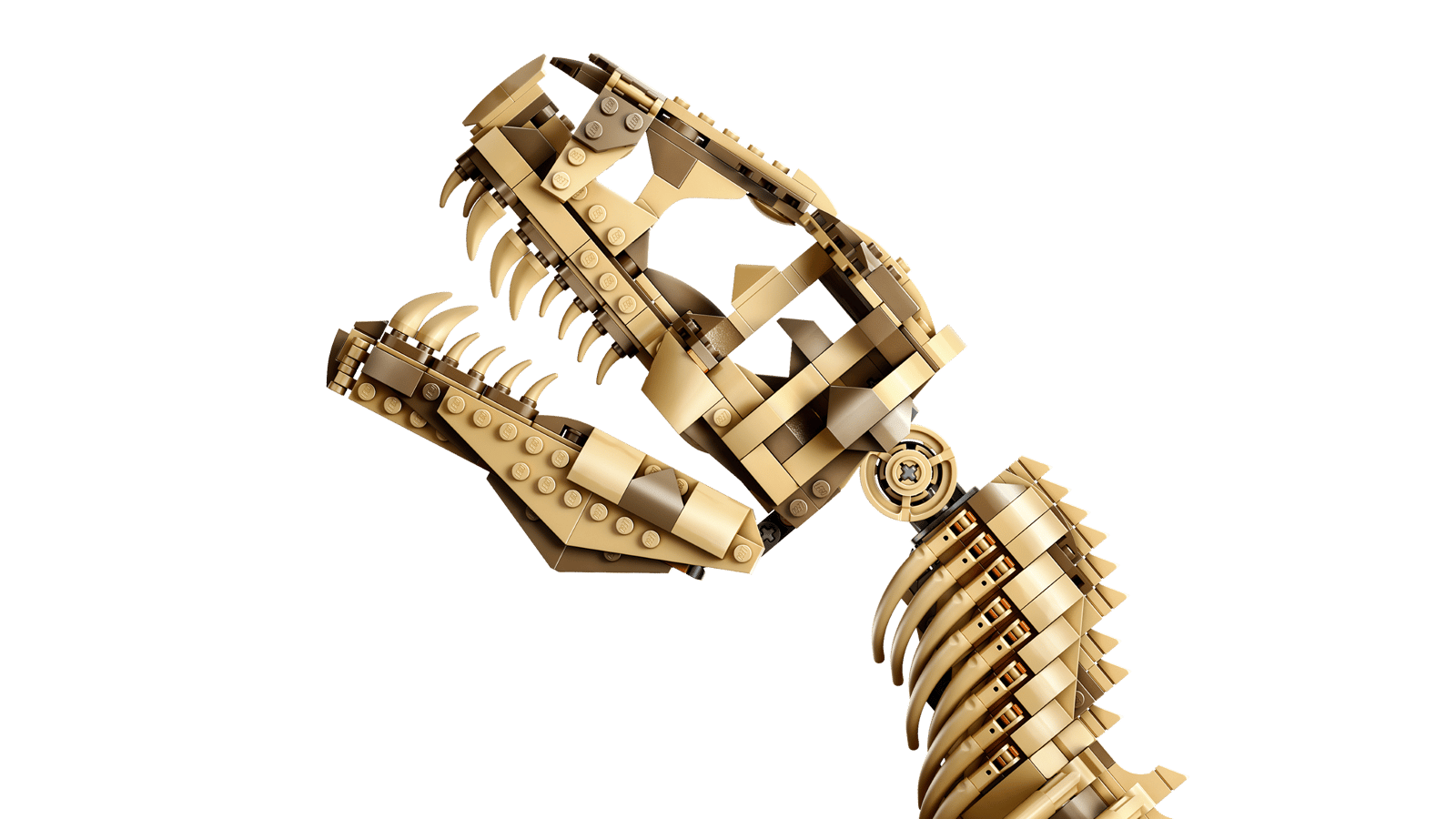 Dinosaurierfossilien: Tyrannosaurus Rex